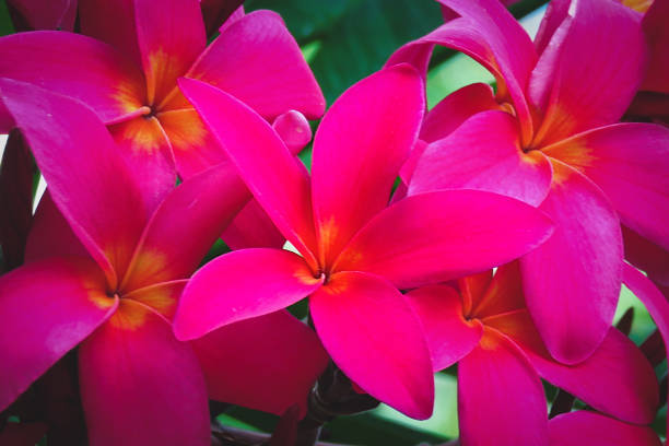 Pink plumeria (Frangipani) flowers in botanical garden, Kauai, Hawaii, USA stock photo