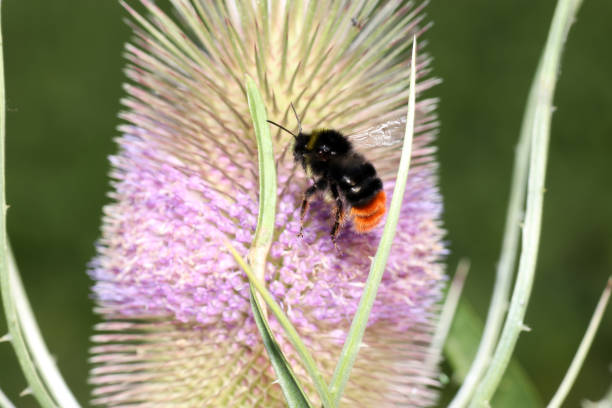 istock Bumblebee collecting nectar on flowers in a german garden 1151830317