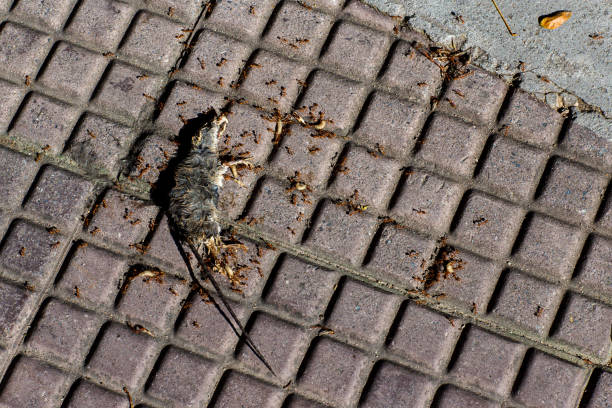 photo of a dead mouse on a gray ground. dead rat (mouse),sluggish and dead rats pierced with ants eat on the road (food chain). - dead animal mouse dead body death imagens e fotografias de stock