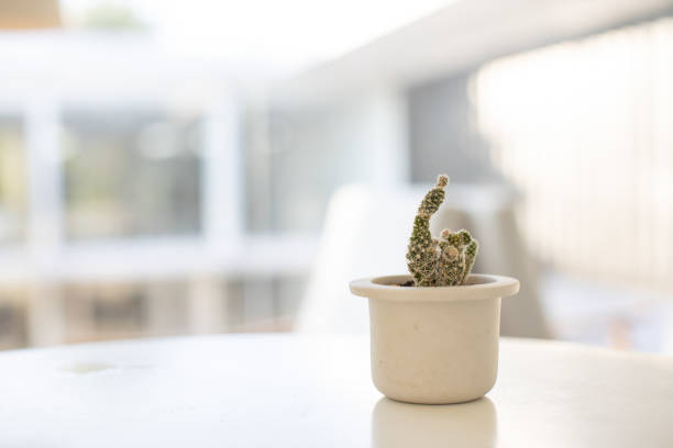 closeup of single young cactus on table with blurred cafe background.
