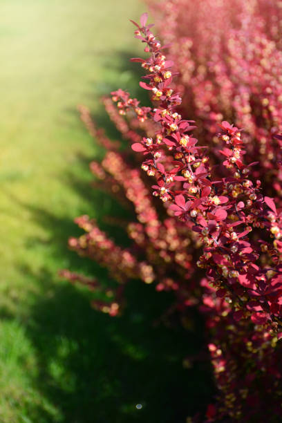 istock Red barberry bush twig. Berberis thunbergii atropurpurea 1151830973