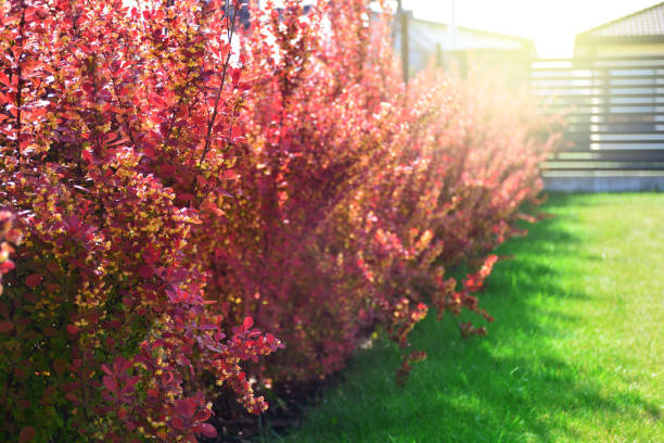 arbustos de bayas rojas en un patio trasero. berberis thunbergii atropurpurea - agracejo rojo fotografías e imágenes de stock