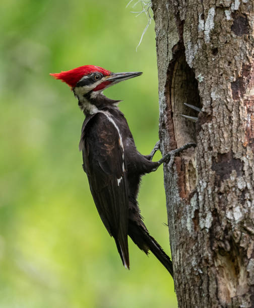 istock Pileated Woodpecker Portrait 1151831588