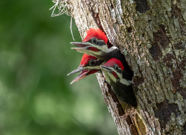 istock Pileated Woodpecker Portrait 1151831878