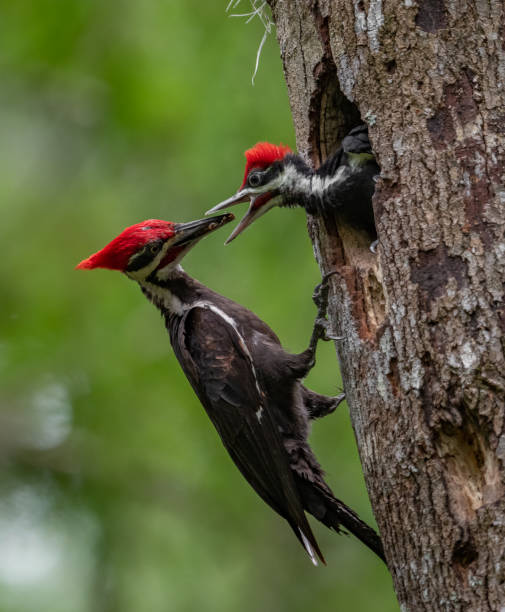 istock Pileated Woodpecker Portrait 1151831880