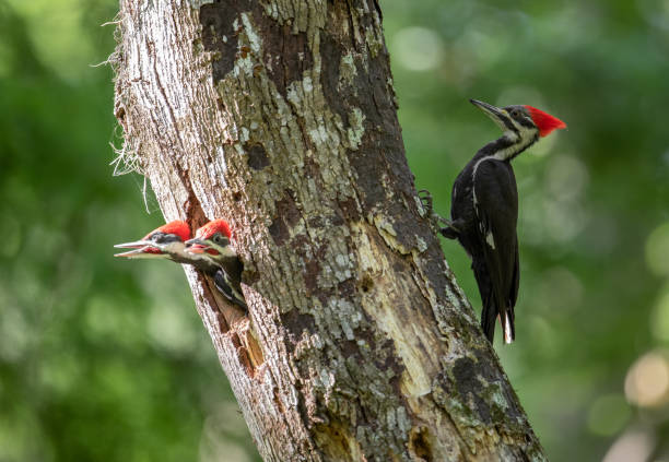 istock Pileated Woodpecker Portrait 1151831918