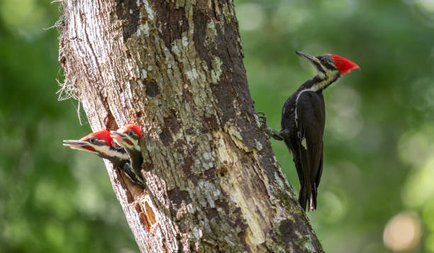 istock Pileated Woodpecker Portrait 1151832037