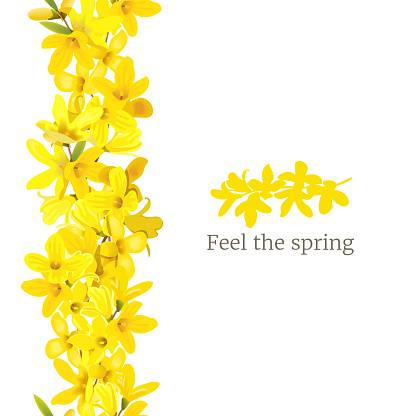 Forsythia suspensa frame left border. Card template. Feel the spring. blossoming yellow spring tree. Golden Bell, flowers boxing. Vector illustration. For prints, poster, flyer, flier, text copy space