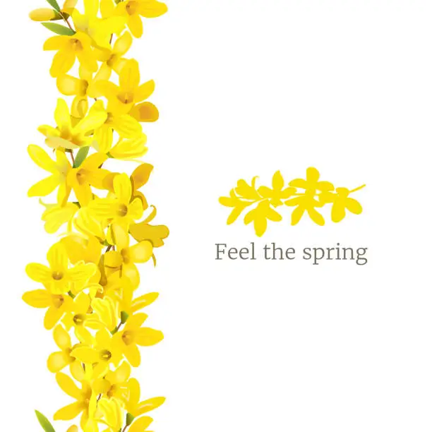 Vector illustration of Forsythia suspensa frame left border. Card template. Feel the spring. blossoming yellow spring tree