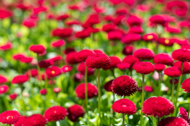 Springtime Red daisies in the garden