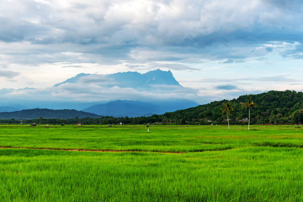 istock Mount Kinabalu View from Paddy Field in Kota Belud 1151833199