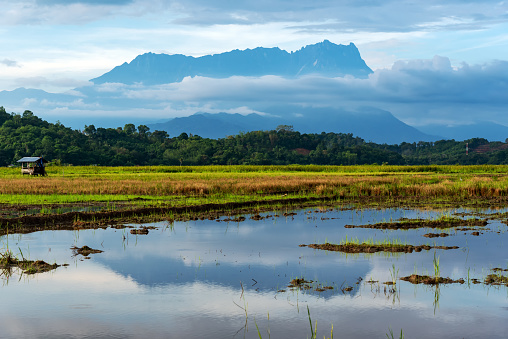 Asia, Malaysia, Sabah State, Rice Paddy, Mt Kinabalu