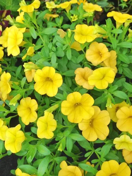 A colorful display of  yellow million bells petunia flowers in bloom during early summer