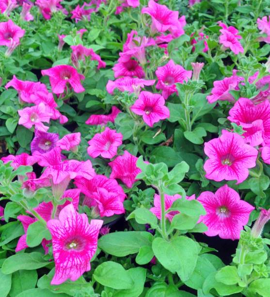 istock Million Bell Petunia flowers 1151833353