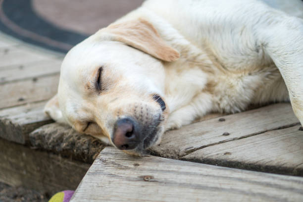 istock Yellow Labrador retriever dog sleeping on wood deck 1151834194