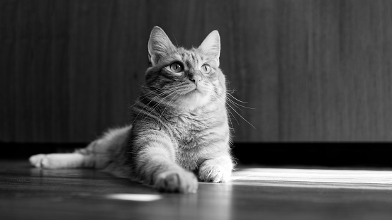 Closeup portrait of a cat lying on a wooden floor and looking up on a blurred background. Shallow focus. Black and white. Copyspace.
