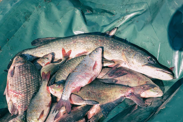 istock Many river fish. Freshwater fish - Carp, roach, Rudd, pike , bream 1151834556