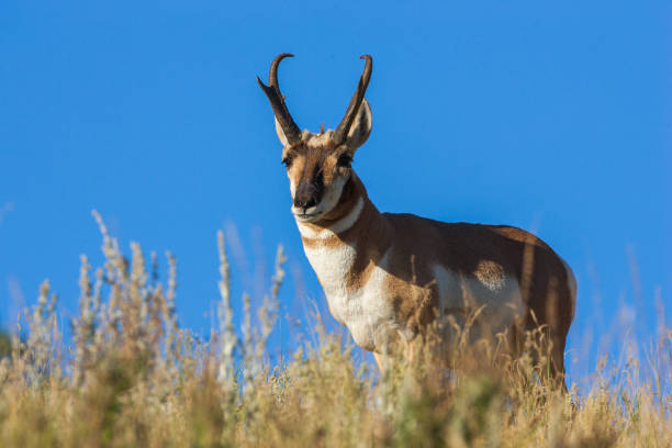 istock Pronghorn on the horizon 1151835622