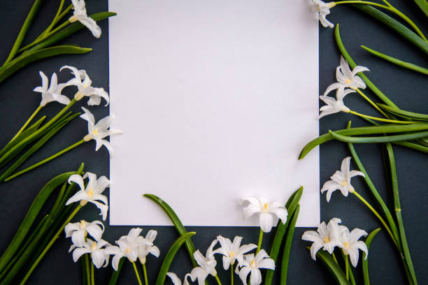 istock Small white chionodoxa flowers on dark green background 1151836308