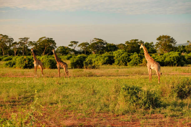 istock Three Giraffes in the Savanna 1151837024