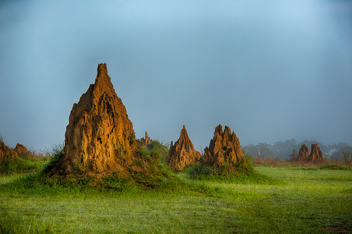 Early morning view of massive termite mounds on a savanna island in the rainforest of Odzala National Park, Republic of Congo