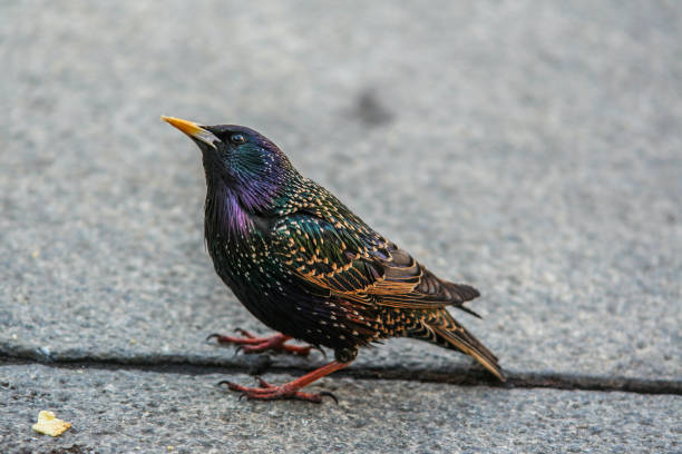 istock cute starling sitting on the road. 1151837814