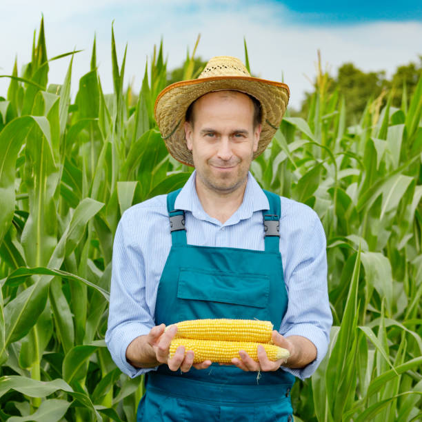 istock Middle age Farmer hold fresh organic corn cobs in his hands. Harvest care concept 1151838453