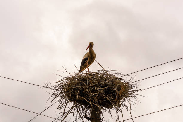 istock Storks in nest on a high electric pole 1151839007