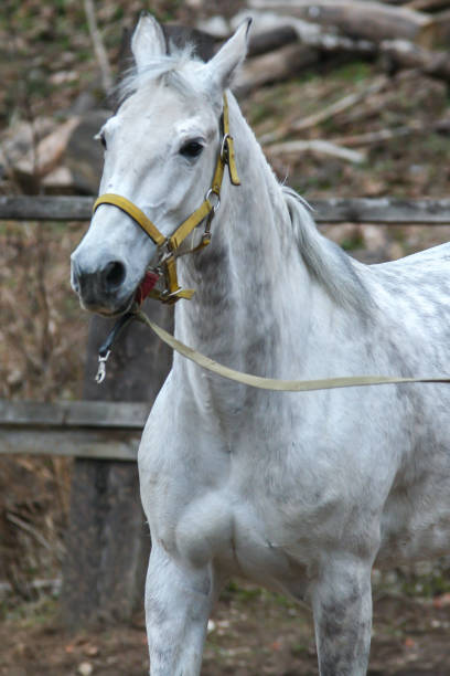 istock Beautiful horse running about circle. Cute pets close up. 1151839667