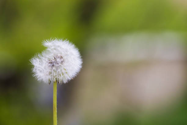 Dandelion flying on green background - Image