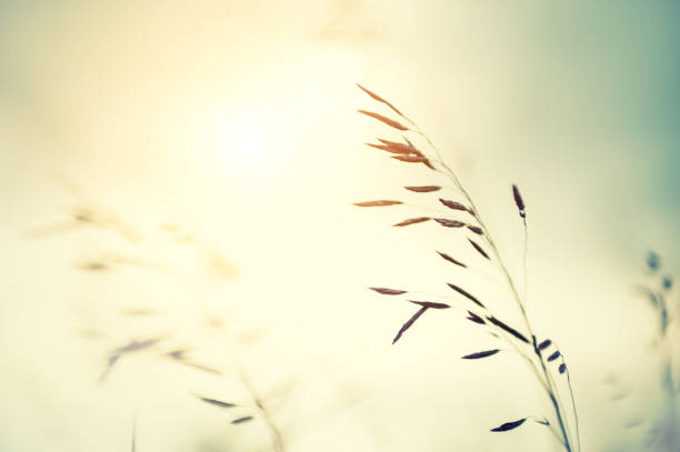 istock Wild grass in a field at sunset. 1151839771