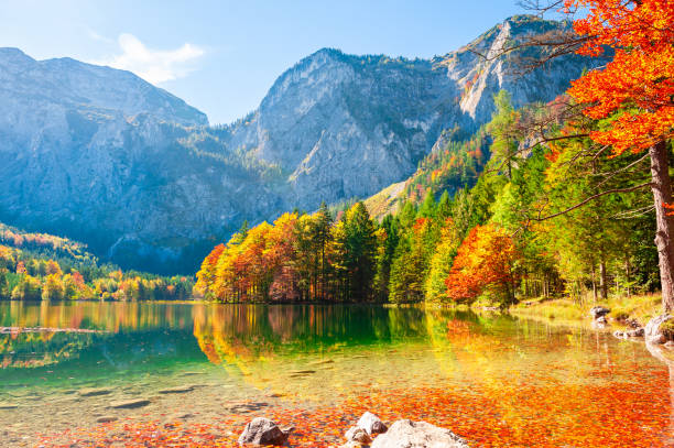 arbres d’automne sur la rive du lac - european alps austria autumn colors photos et images de collection