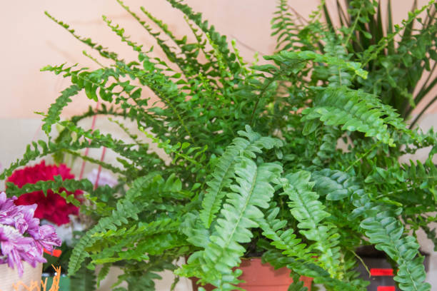 Nephrolepis exaltata - The Sword Fern - Big green leaves of fern in a pot in flower shop, greenhouse. Tropical forest plant Sword Fern flower, big beautiful green leafs, exotic plant, homeplants sword fern stock pictures, royalty-free photos & images