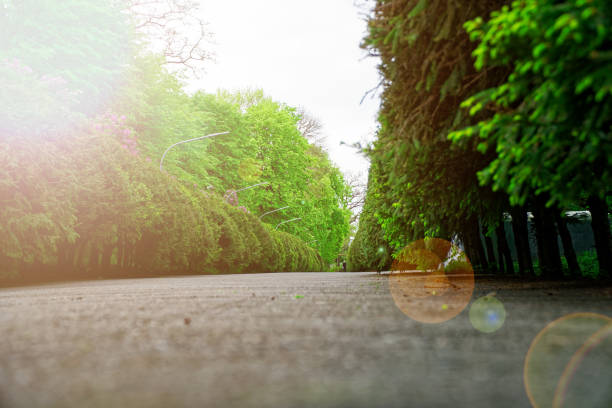 Garden stone asphalt path with grass growing up between the stones. Detail of a botanical garden. Garden stone asphalt path with grass growing up between the stones. Detail of a botanical garden elefant stock pictures, royalty-free photos & images