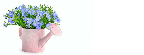 istock Flax flowers in a watering can isolated on white background. 1151843903