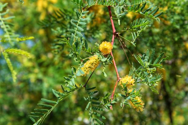 prosopis glandulosa-ハニーメスキート-29 パームス-050819 c - mesquite tree ストックフォトと画像