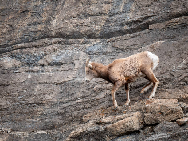 istock Mountain Goat on the Side of a Cliff 1151845561