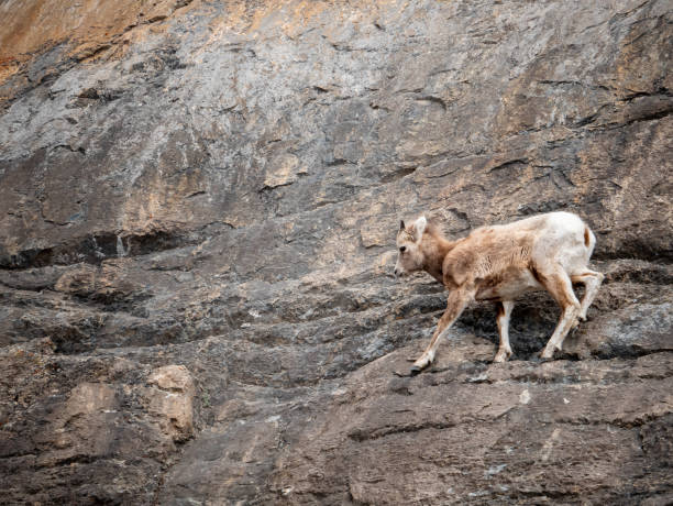 istock Mountain Goat on the Side of a Cliff 1151845564