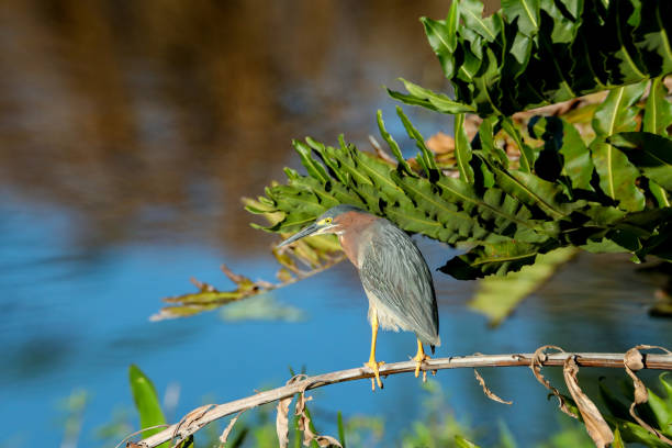 Green heron Butorides virescens perched in a tree over a pond in Naples, Florida