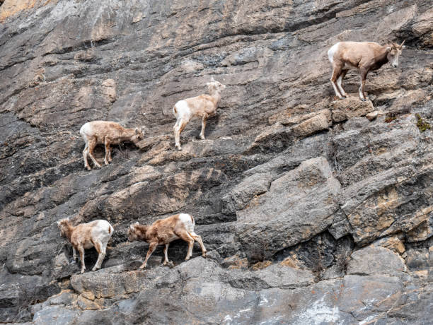 istock Herd of Mountain Goats on a Cliff 1151846304