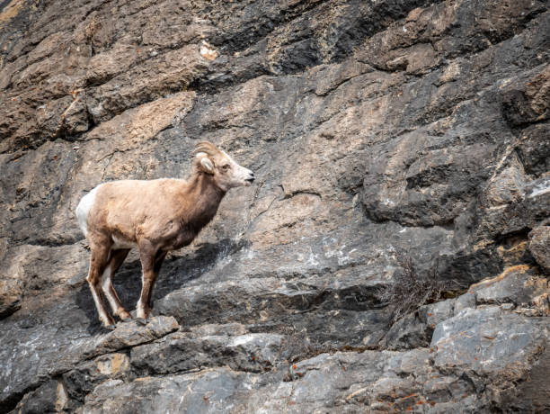 istock Mountain Goat on the Side of a Cliff 1151846341