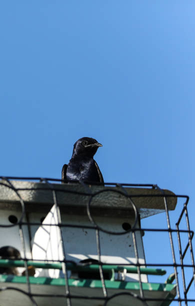 istock Purple martin bird Progne subis perches on a birdhouse 1151846424