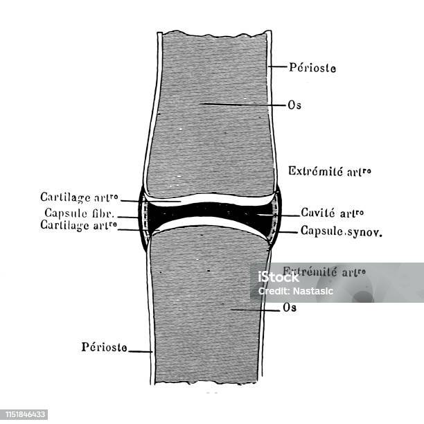 Fingers Joint Stock Illustration - Download Image Now - 19th Century, 19th Century Style, Anatomy