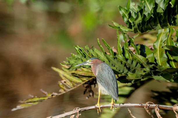 Green heron Butorides virescens perched in a tree over a pond in Naples, Florida