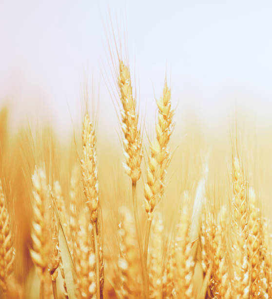 istock Golden wheat field and sunny day 1151846683