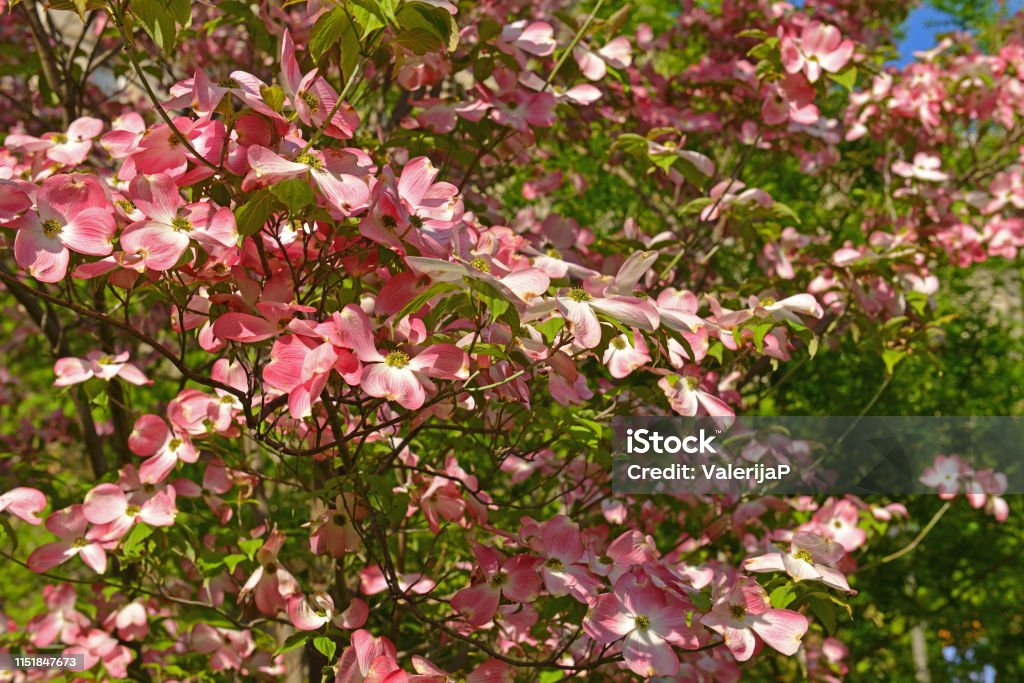 핑크 층 층 밝은 색의 분홍색 꽃을 생산 하는 꽃 나무의 종류 핑크 층 층에 대 한 과학적인 이름은 콘누스 플로리다 Rubra입니다  0명에 대한 스톡 사진 및 기타 이미지 - Istock