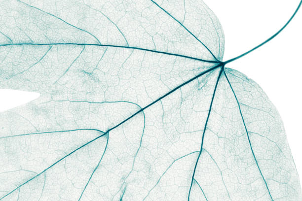 istock Close-up of tree leaves, natural background 1151853505