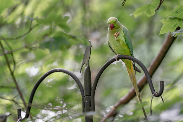 istock green parrot on feeder in the garden 1151853744
