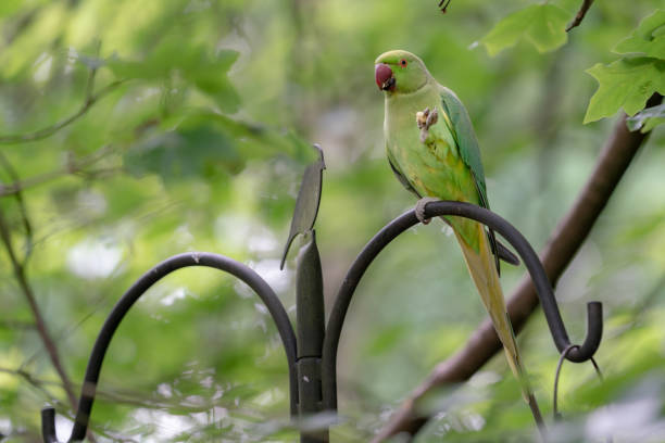 istock green parrot on feeder in the garden 1151855997