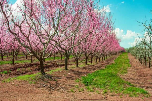 istock orchard with peach trees during flowering 1151856240